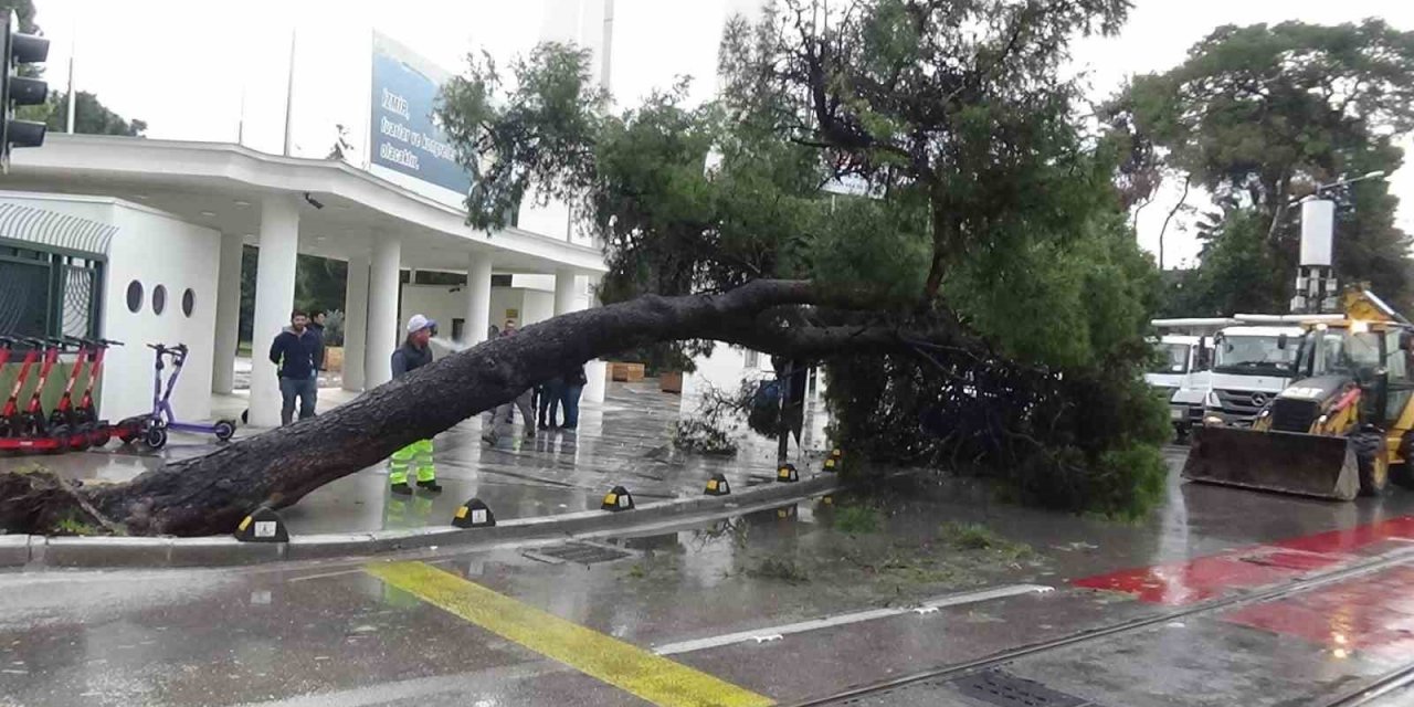 Kültürpark önündeki ağaç bir anda devrildi