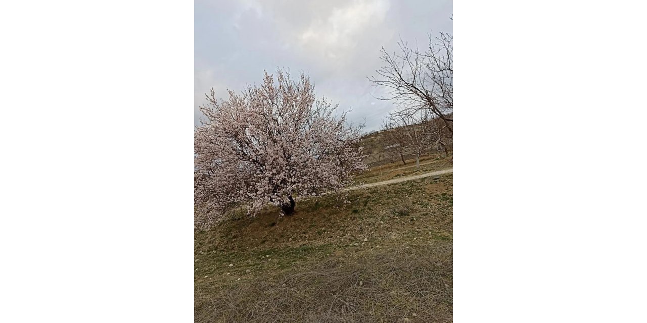 Baskil’de badem ağaçları çiçek açtı