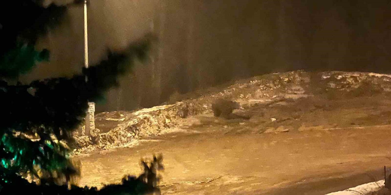 Aç kalan ayı tesise indi: Vatandaşlar ayıyı, "Gel oğlum" diyerek çağırdı