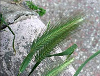 Tıpta şaşırtan olay