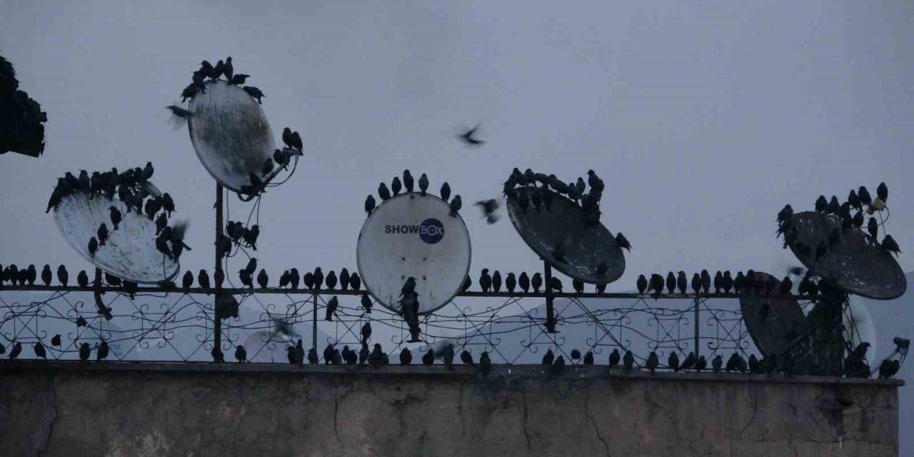 Sığırcık kuşlarının gökyüzündeki dansı hayran bıraktı