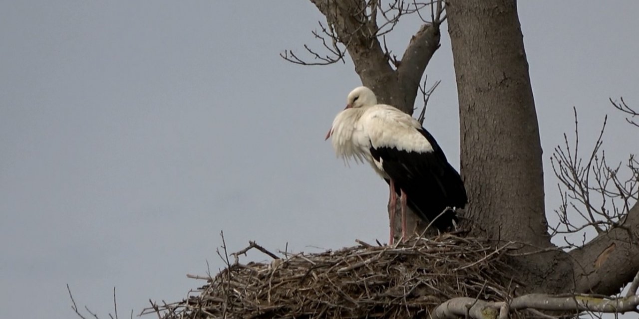 Leylek Ormanı’na leylekler gelmeye başladı