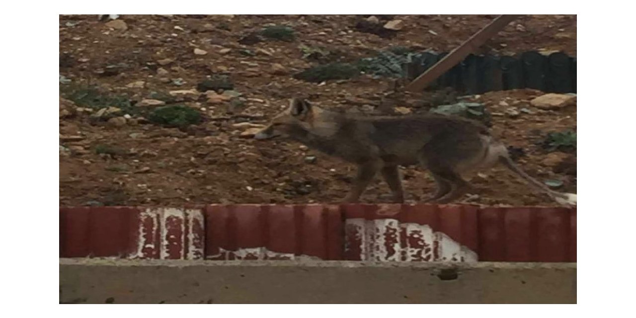 Aç kalan tilki şehir merkezine indi