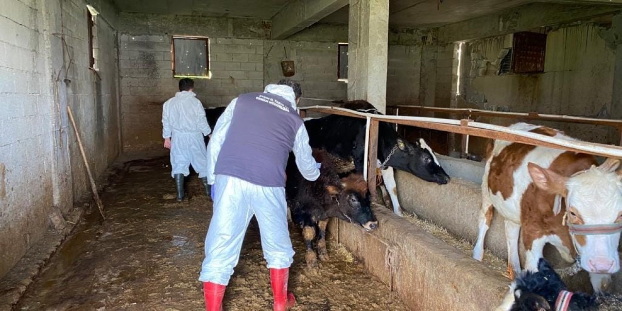 Aydın İl Tarım ekipleri deprem bölgesindeki çalışmalarını sürdürüyor