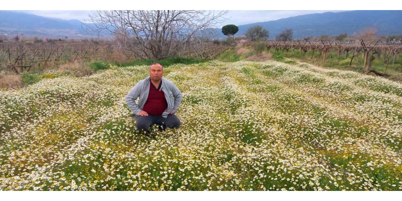 Sarıgöl’e bahar geldi, her yer çiçek açtı