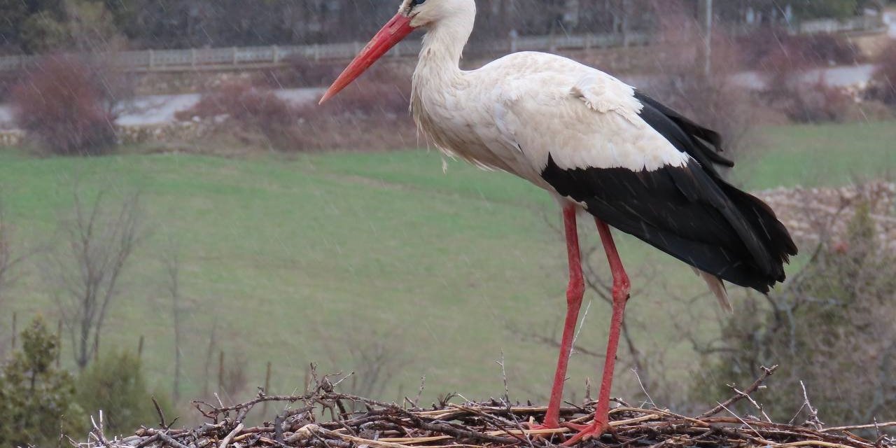Leylekler vadisinin konukları gelmeye başladı