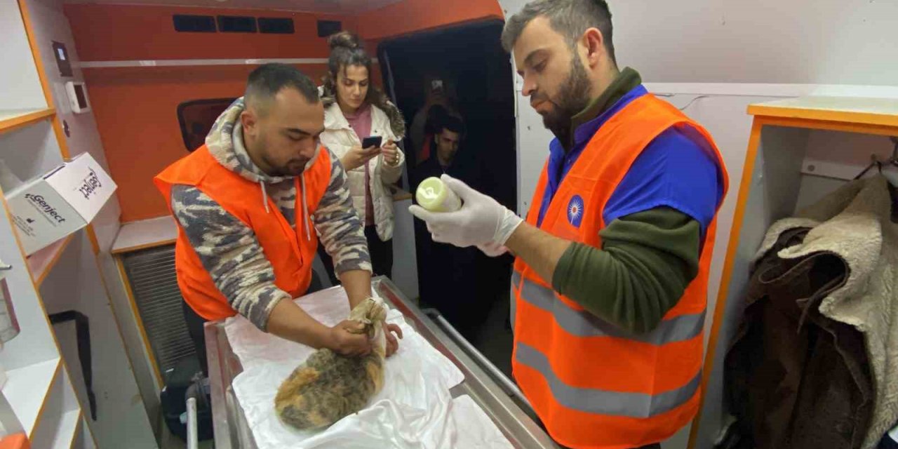 Antalya Büyükşehir Belediyesi veterinerleri Gaziantep’te