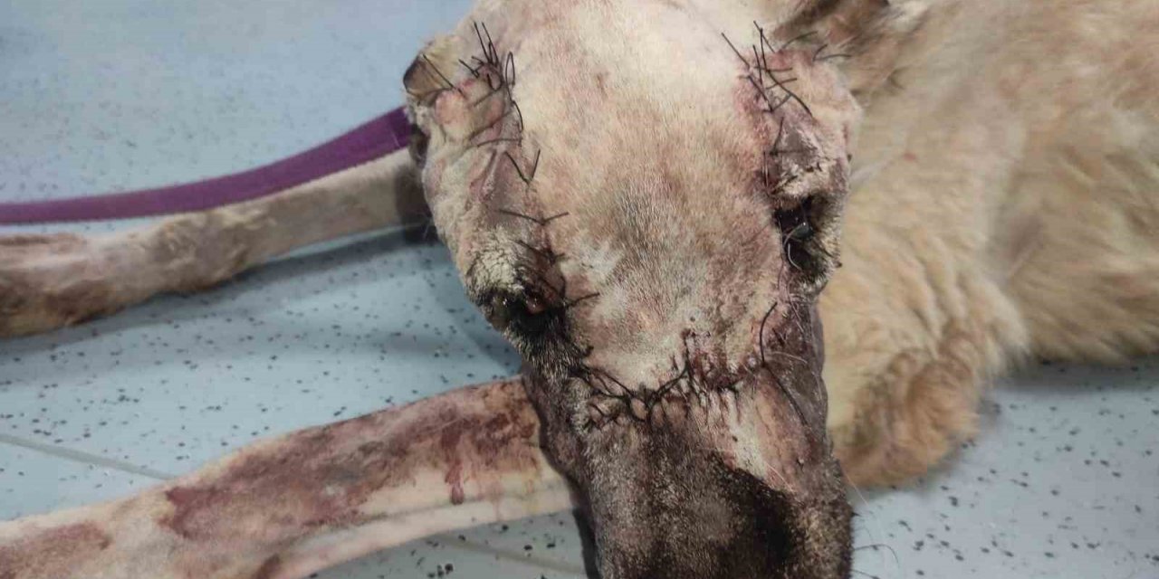Yüzünde tümör oluşan sokak köpeği sağlığına kavuşturuldu