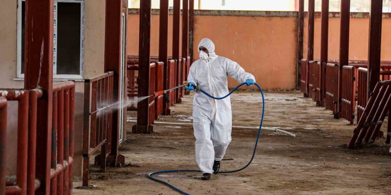 Şap hastalığına karşı ilaçlama çalışması