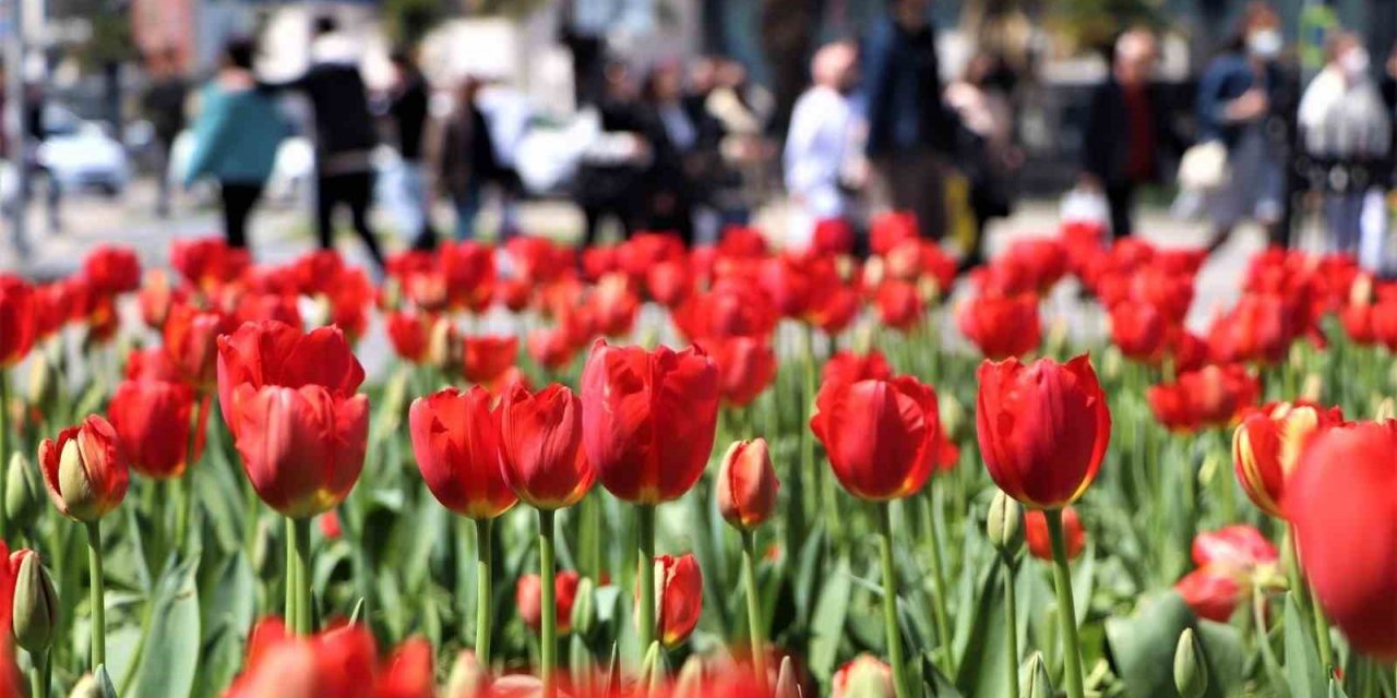 Samsun’a 675 bin çiçek dikilecek