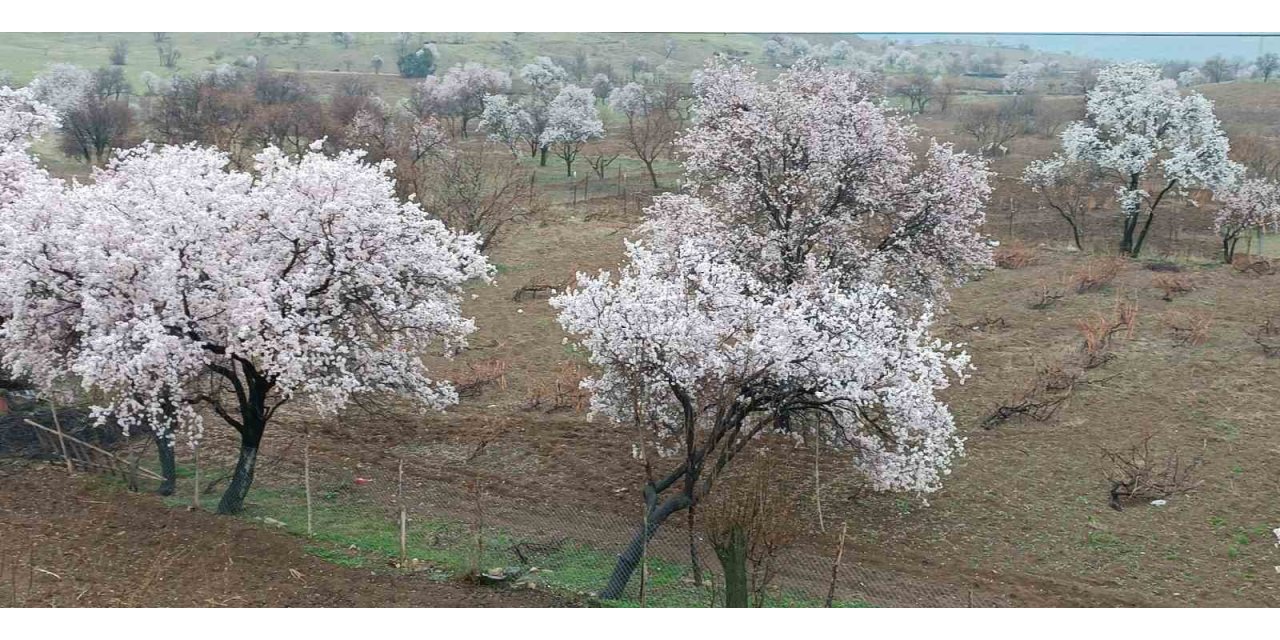 Dicle’de ağaçlarda renk cümbüşü oluştu