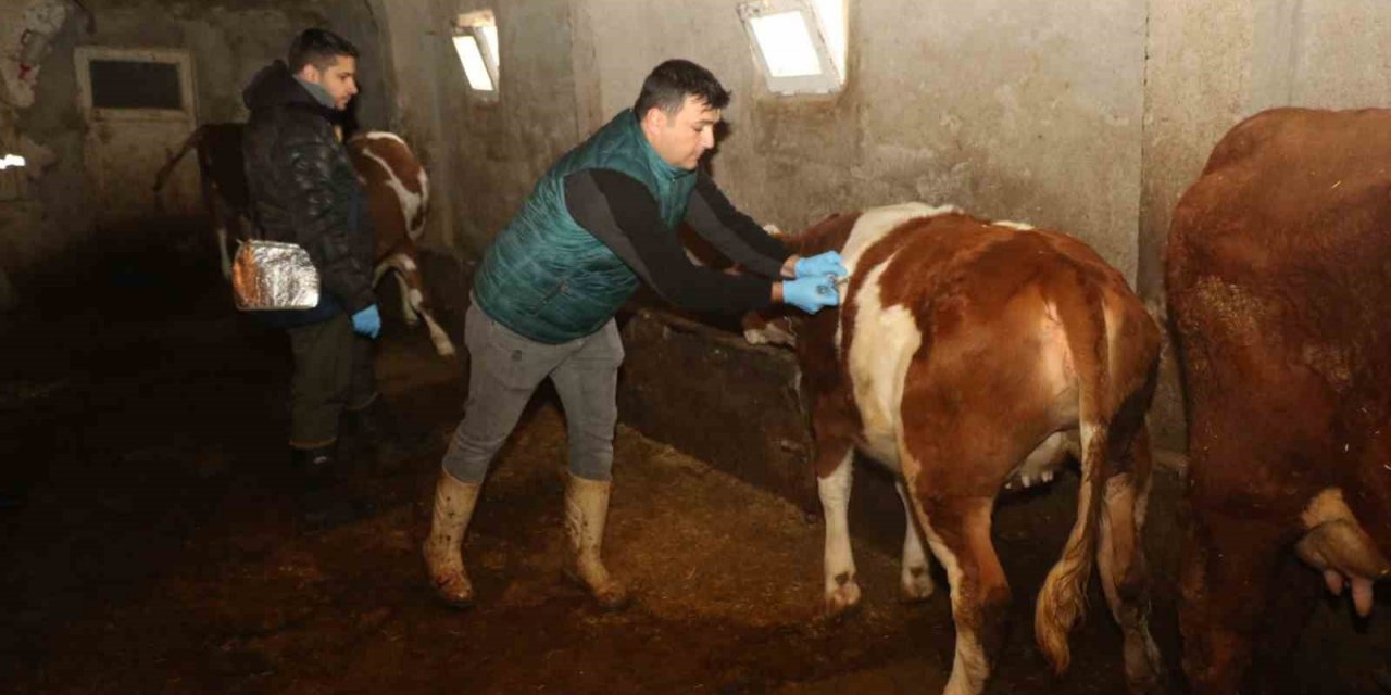 Elazığ’da şap hastalığına karşı aşılama çalışmaları devam ediyor