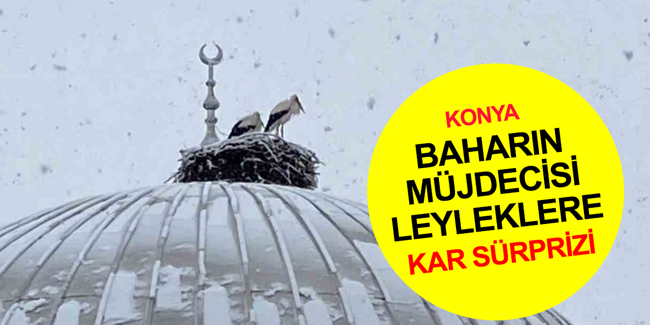Konya'da ilk baharın müjdesi leyleklere kar sürprizi! Ayak değiştirmeleri dikkat çekti