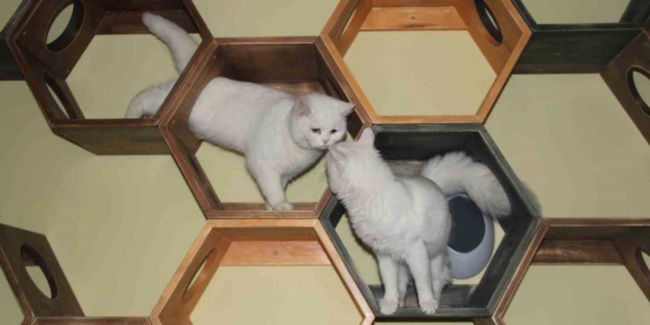 Sokak kedilerine 5 yıldız konforunda barınak