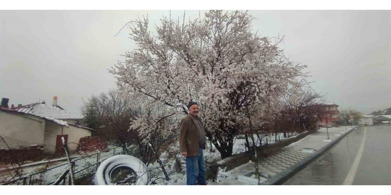 Yozgat’ta çiçek açan erik ağacı kar altında kaldı