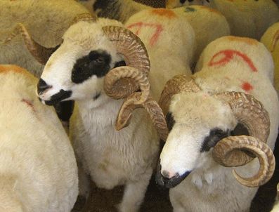 Kulu'da 330 hayvana kuduz aşısı yapıldı