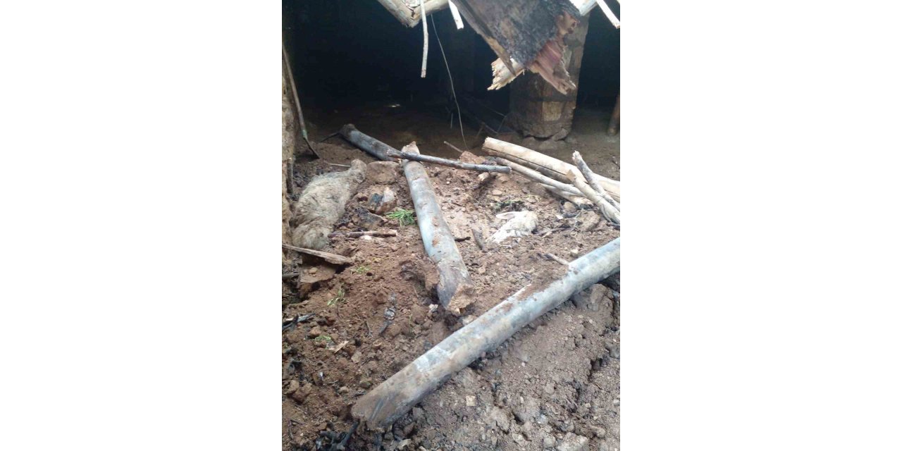 Mardin’de ahır çöktü, 4 koyun telef oldu