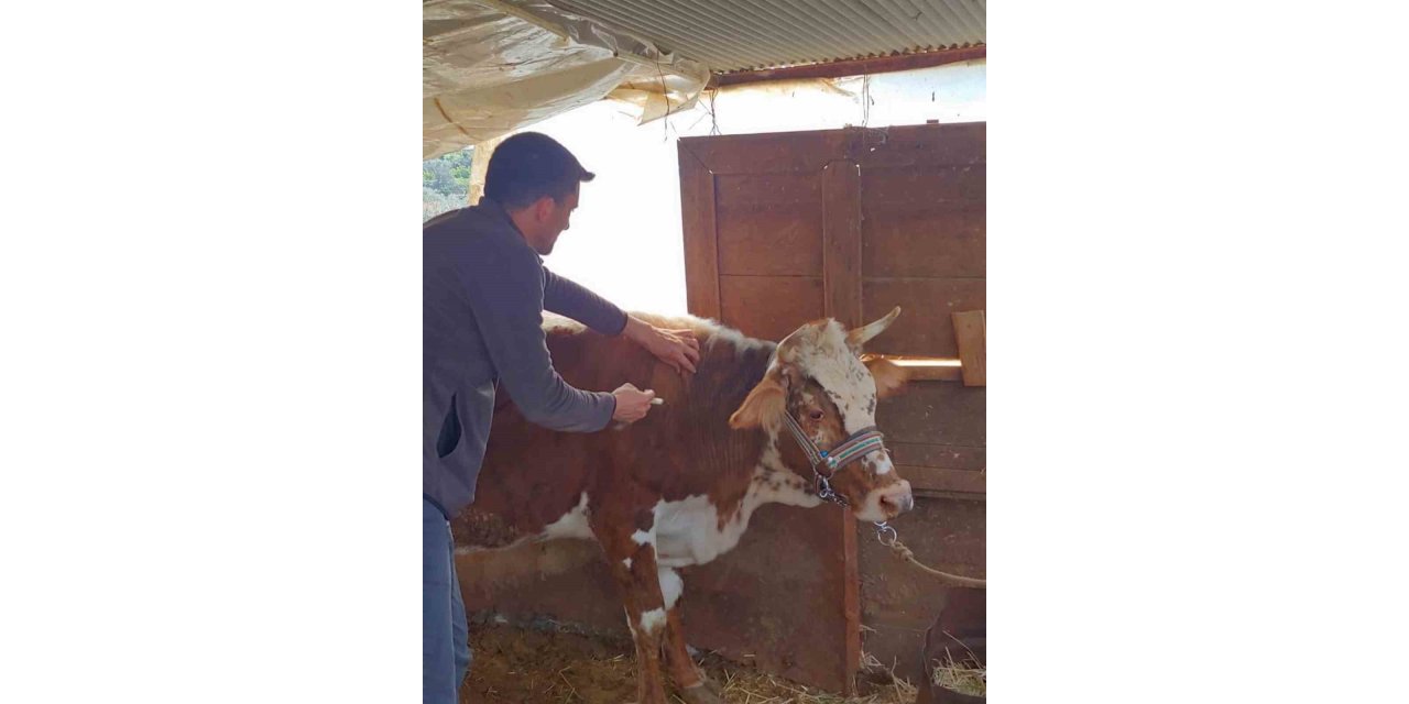 Gazipaşa’da şap aşısına başlandı