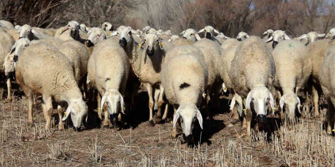 Hayvan otlatmak yasaklandı