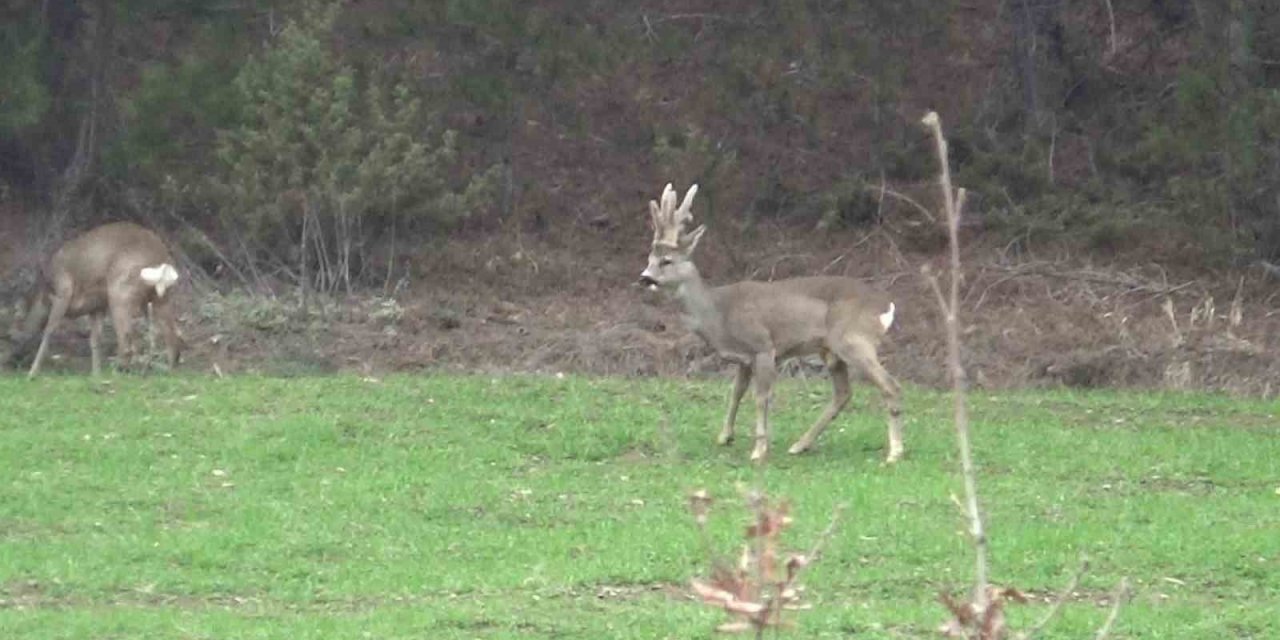 Hava sıcakları yükselince geyikler köylere kadar indi