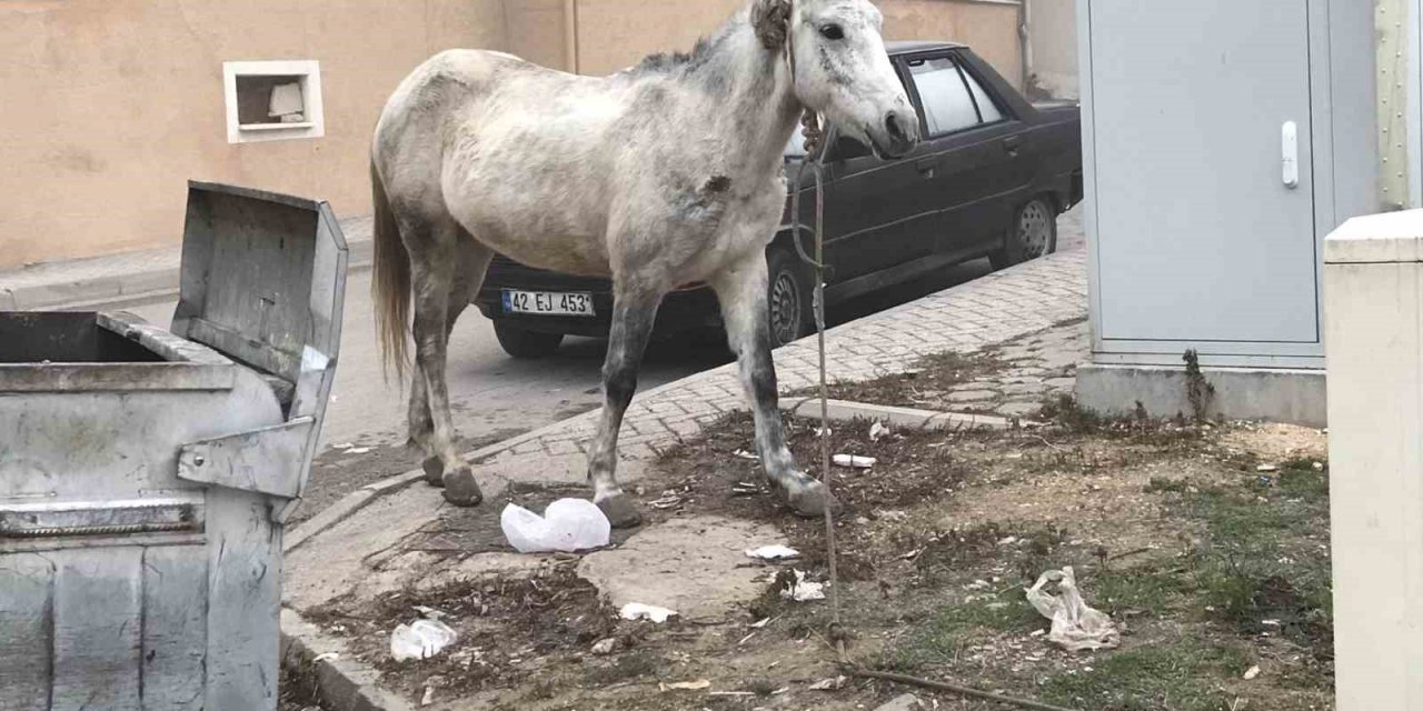 Başıboş gezen atlar yine cadde ve sokaklarda