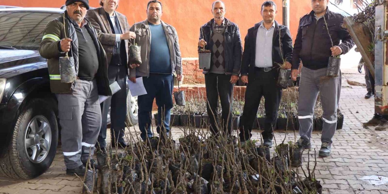 Nazilli’de 30 bin incir fidanı toprakla buluşuyor