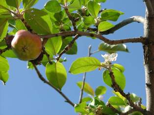 Kulu'da elma ağaçları çiçek açtı