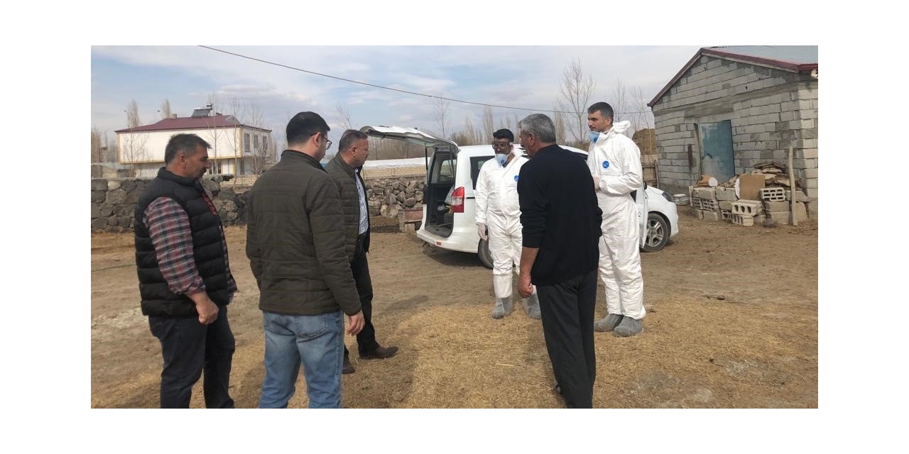 Iğdır’da şap aşısı devam diyor