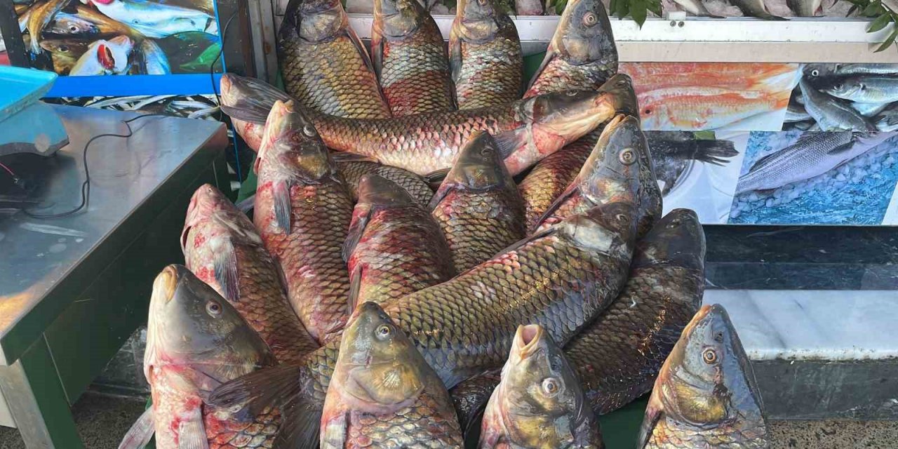 Tatlı sularda balık avı yasağı başladı