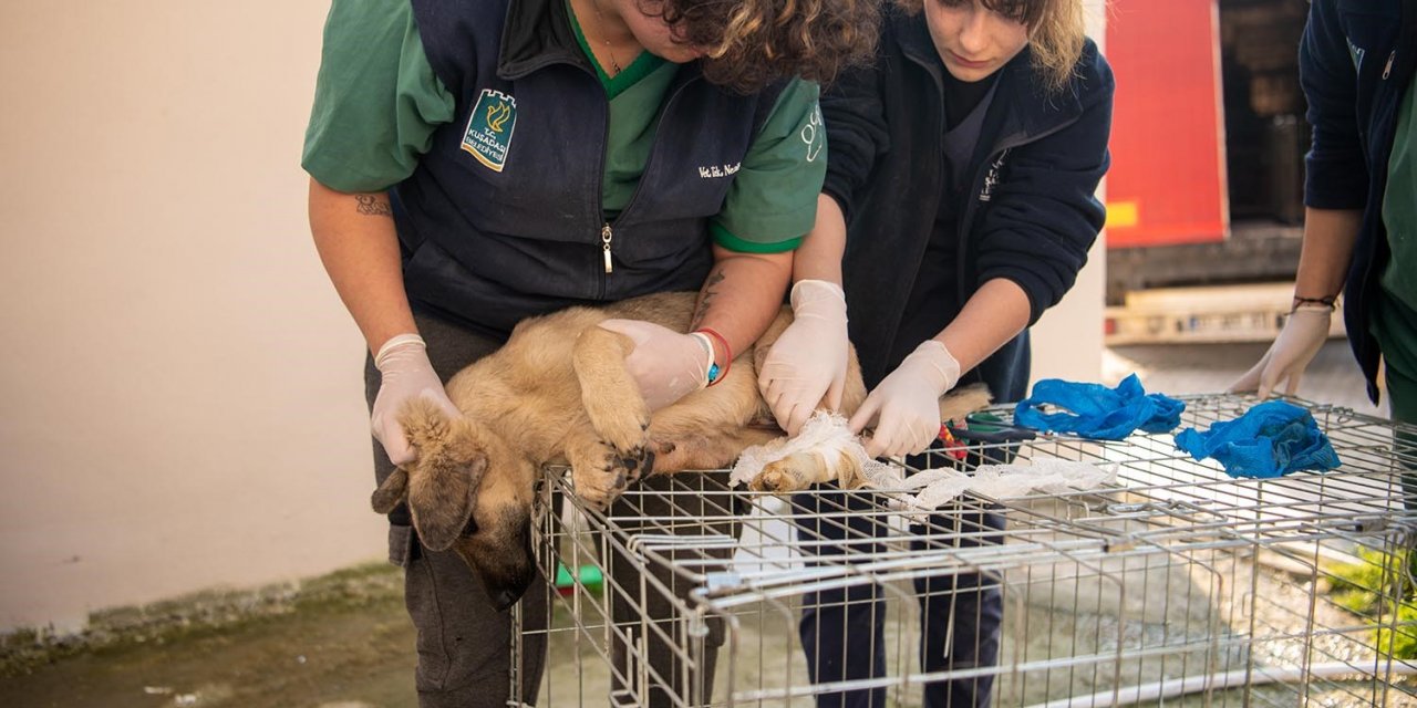 Kuşadası Belediyesi deprem bölgesinden gelen can dostlara kucak açtı