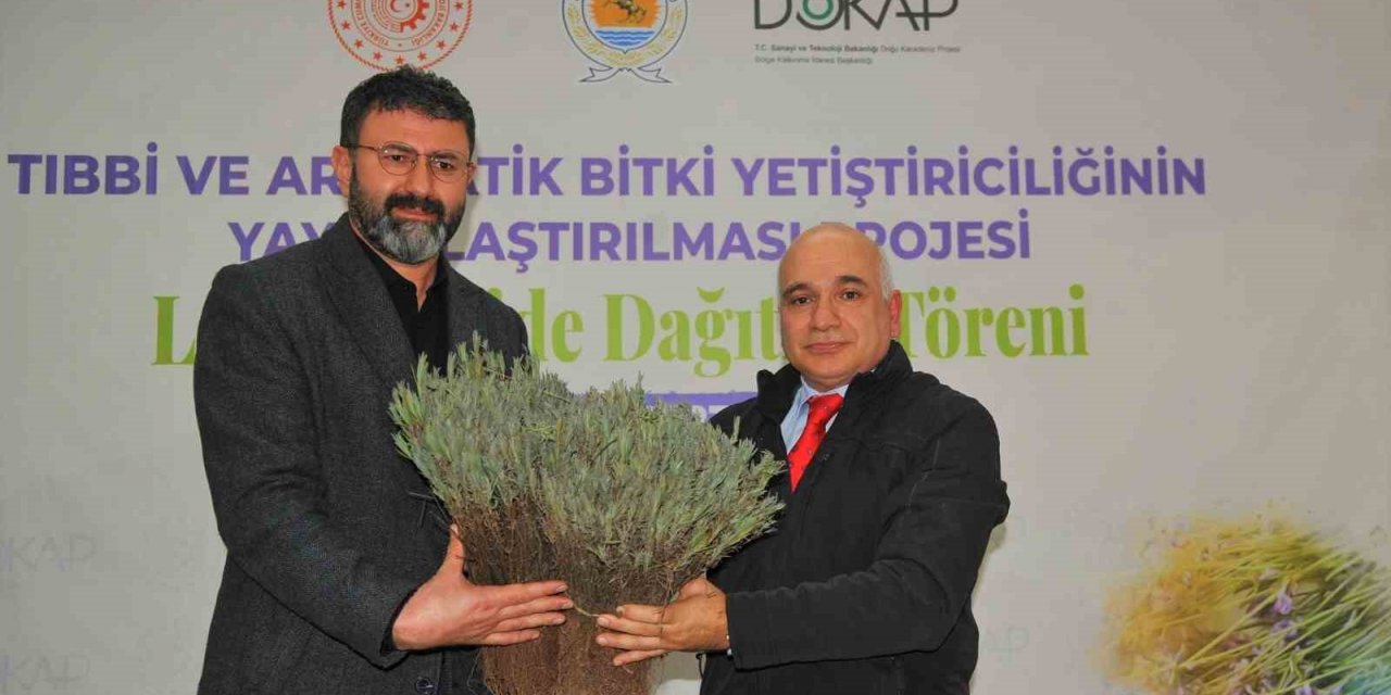 300 bin lavanta toprakla buluşacak