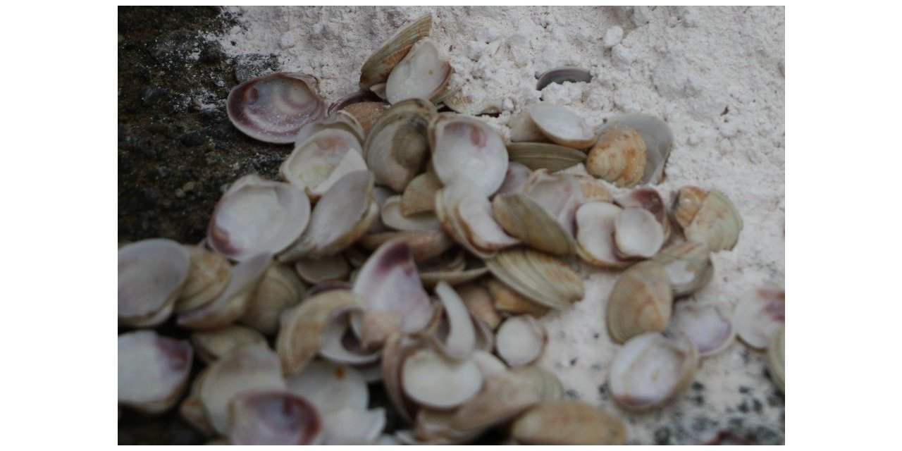 Midyeden yangın söndürücü toz ürettiler