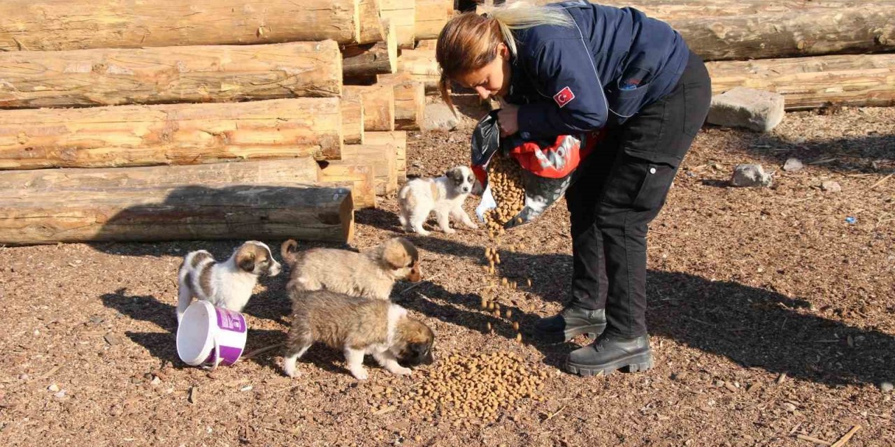 Erciş belediyesi sokak hayvanlarını unutmuyor