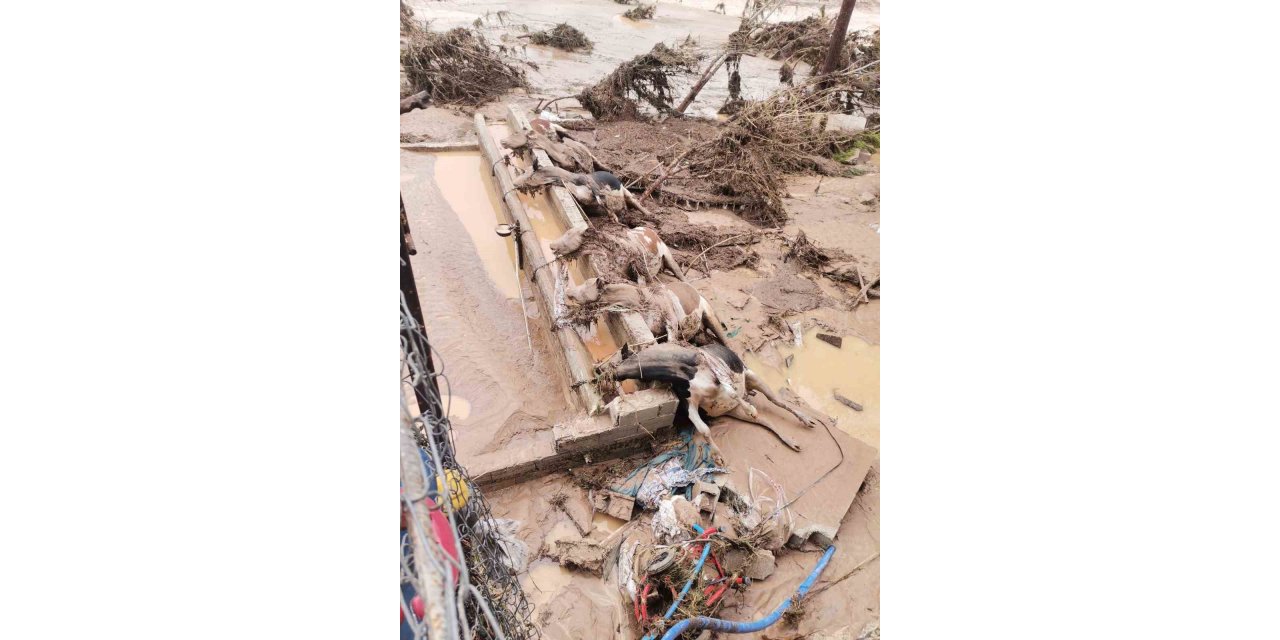 Şanlıurfa’daki sel felaketinde 8 büyükbaş hayvan telef oldu