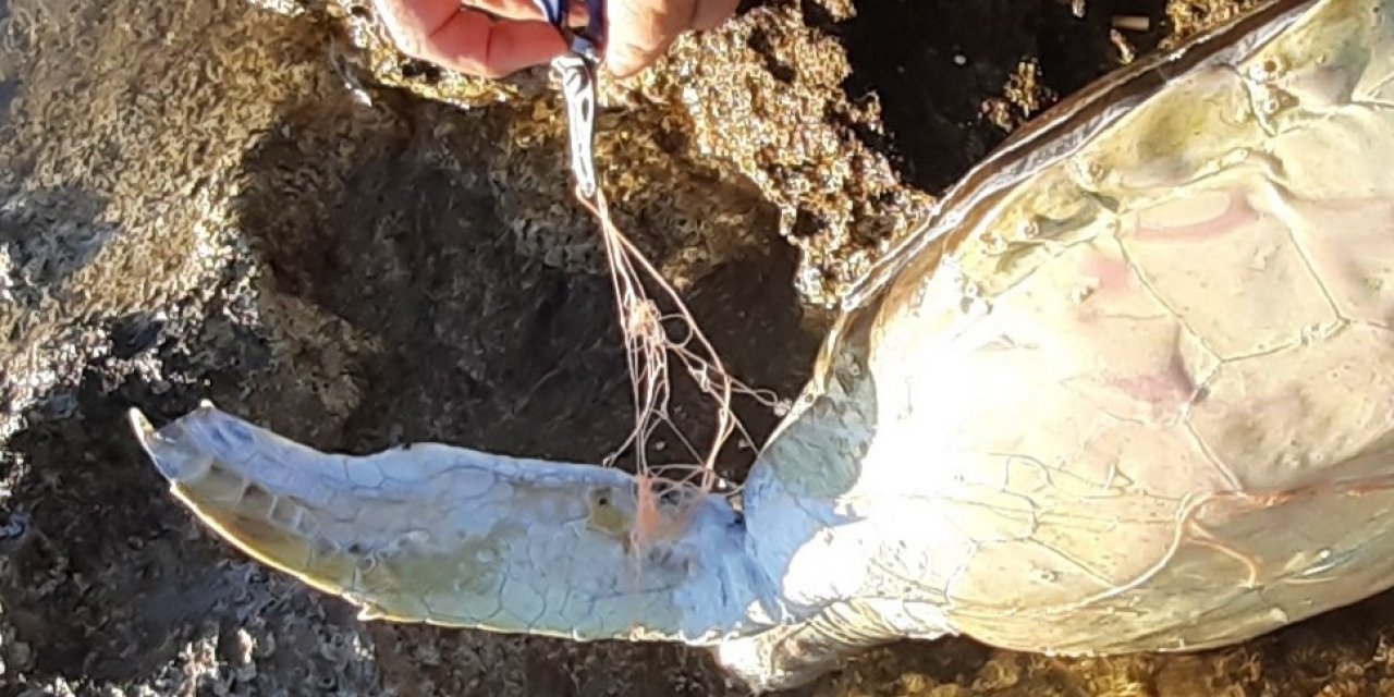Didim’de caretta caretta cinsi deniz kaplumbağası ölü bulundu