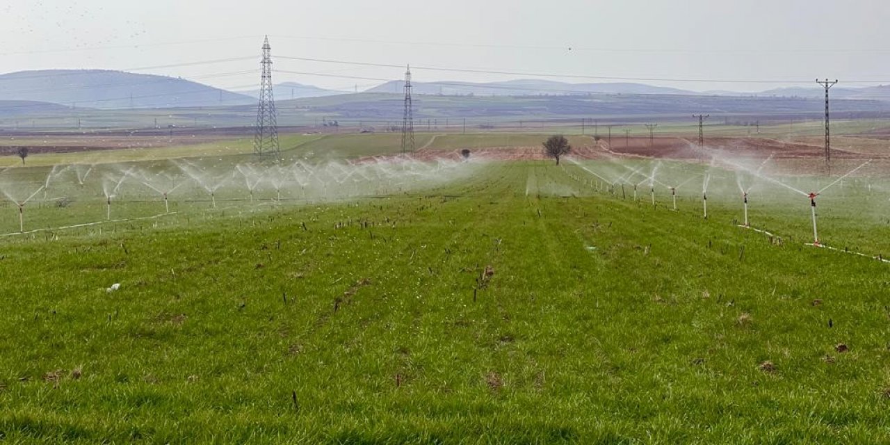 Tarım uzmanı uyardı: "Fazla sulama insan ve hayvan sağlığına zarar verebilir"