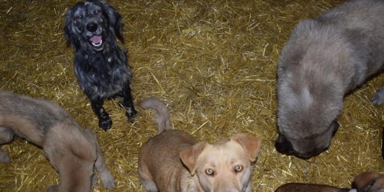 Sokak Hayvanlarını Yerinde Kısırlaştırma ve Rehabilitasyonu Projesi, Biga’daki köylerde devam ediyor