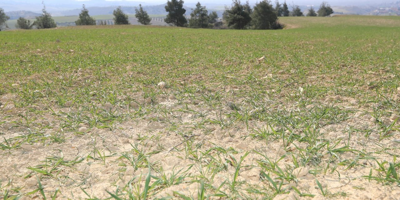 Pamukkale Belediyesi çiftçilere tohum ve yem desteğine hazırlanıyor