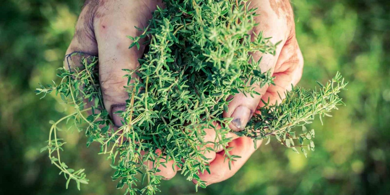 Kekik ihracatında hedef 150 milyon dolar