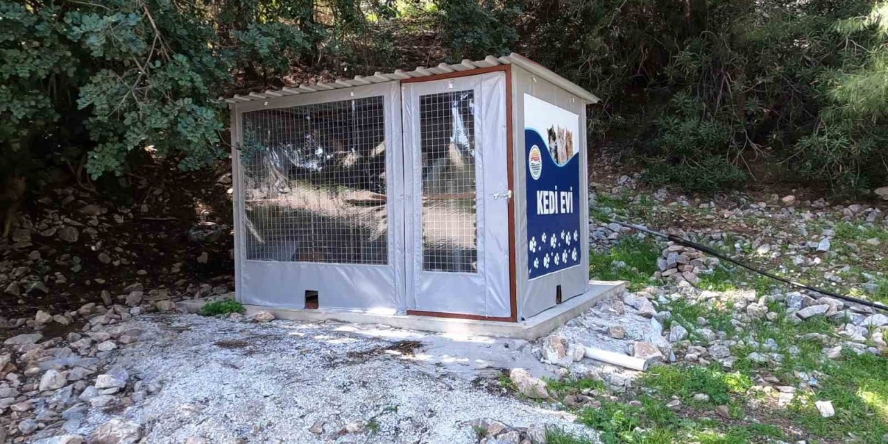 Marmaris Belediyesi’nden kedi evi projesi