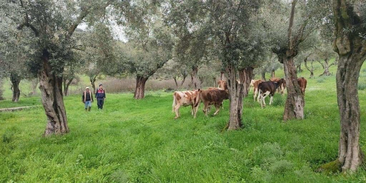 Firar eden inekleri jandarma buldu