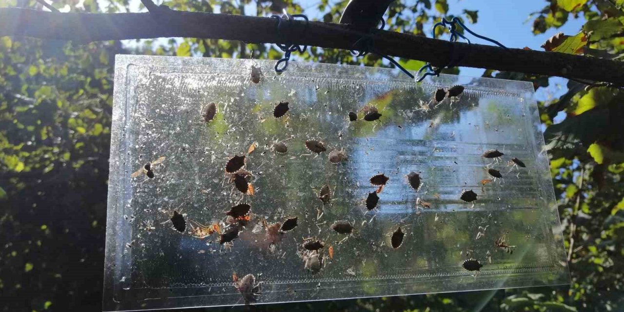 Soydan: “Kahverengi kokarca ile mücadele, fındık için önem taşıyor”