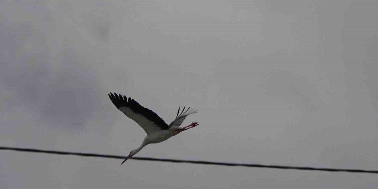 Leyleklerin kafası karıştı