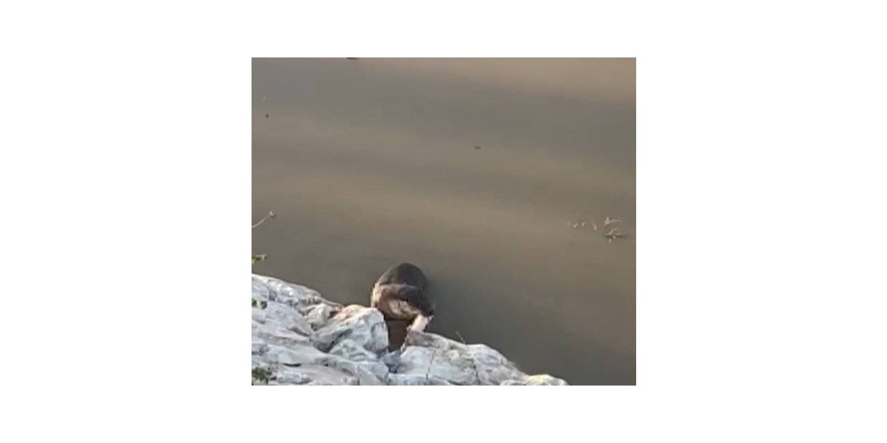 Koruma altındaki su samuru Munzur Çayı’na dalarken görüntülendi