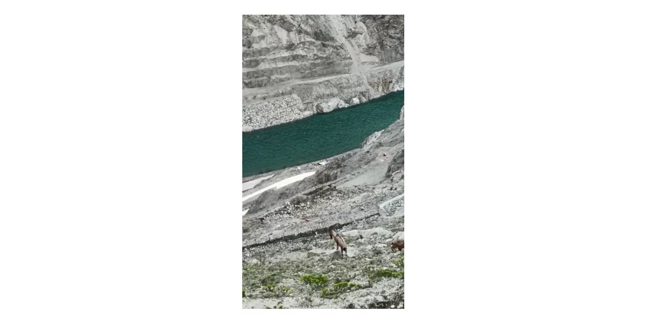 Çoruh havzasında yaban keçileri yer çekimine meydan okuyor