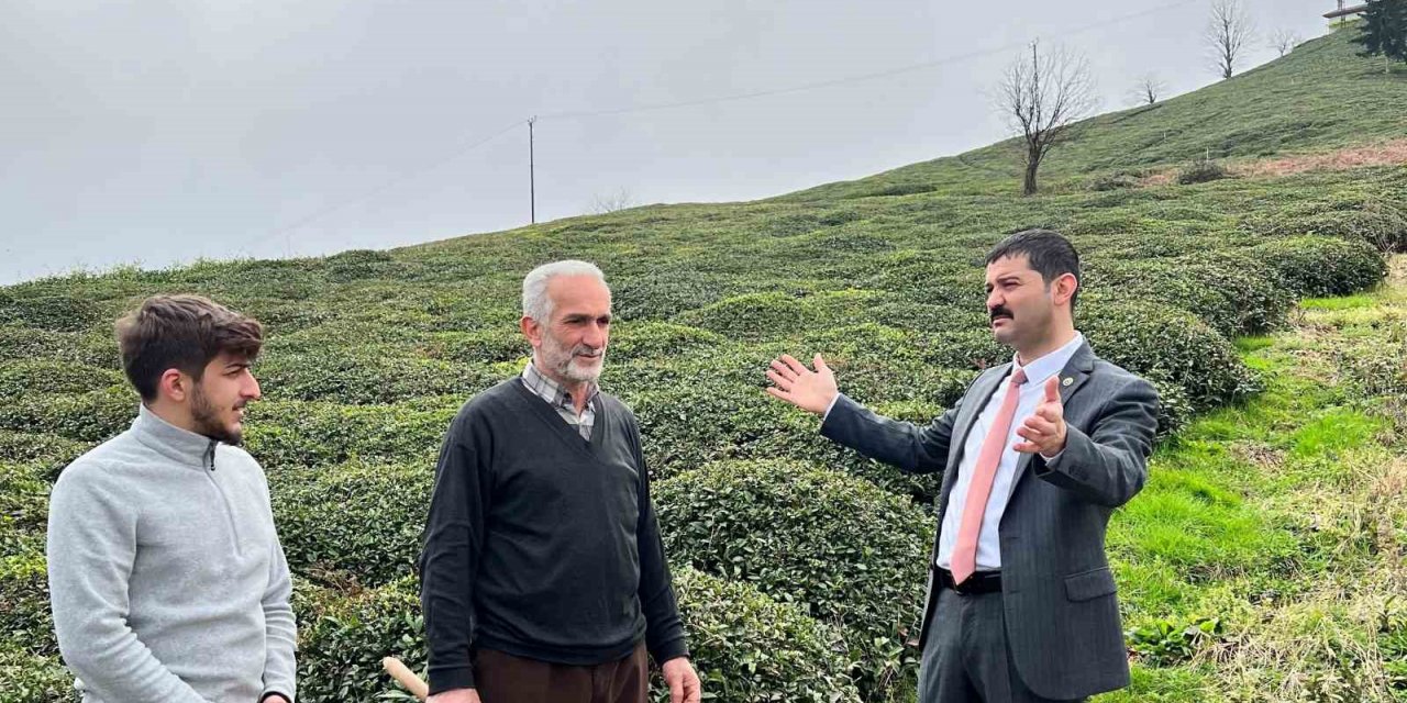 Of Ziraat Odası Başkanı Saral: "2022 yılı yaş çay destekleme parasının tam ödenmesini istiyoruz"