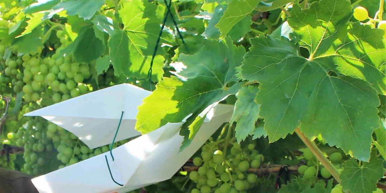 Bağlara zarar veren salkım güvesiyle mücadele sürüyor