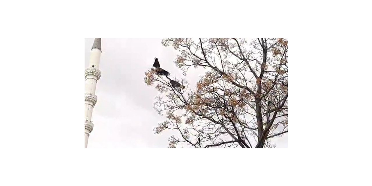 Kediyle karganın güldüren kavgası kamerada