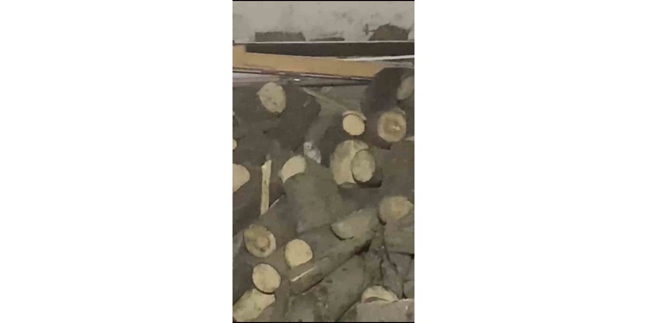 Köy muhtarı Beyaz Gelinciğe gitmemesi için yemek teklif etti