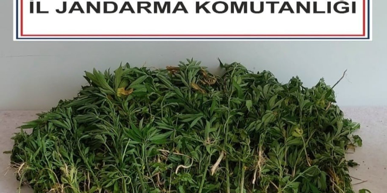 Adana’da 106 kök kenevir bitkisi ele geçirildi